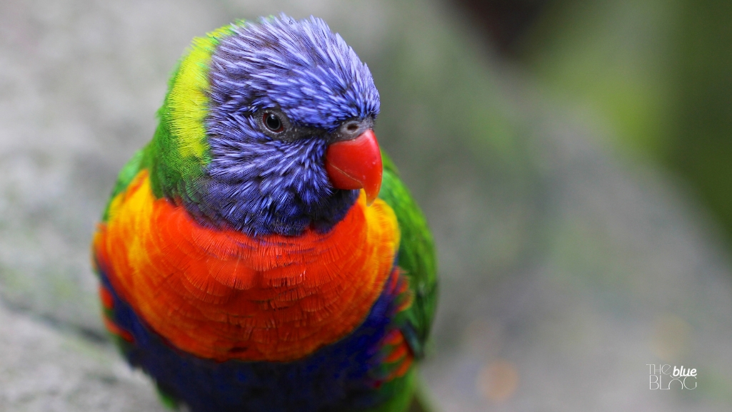 bird.jpg