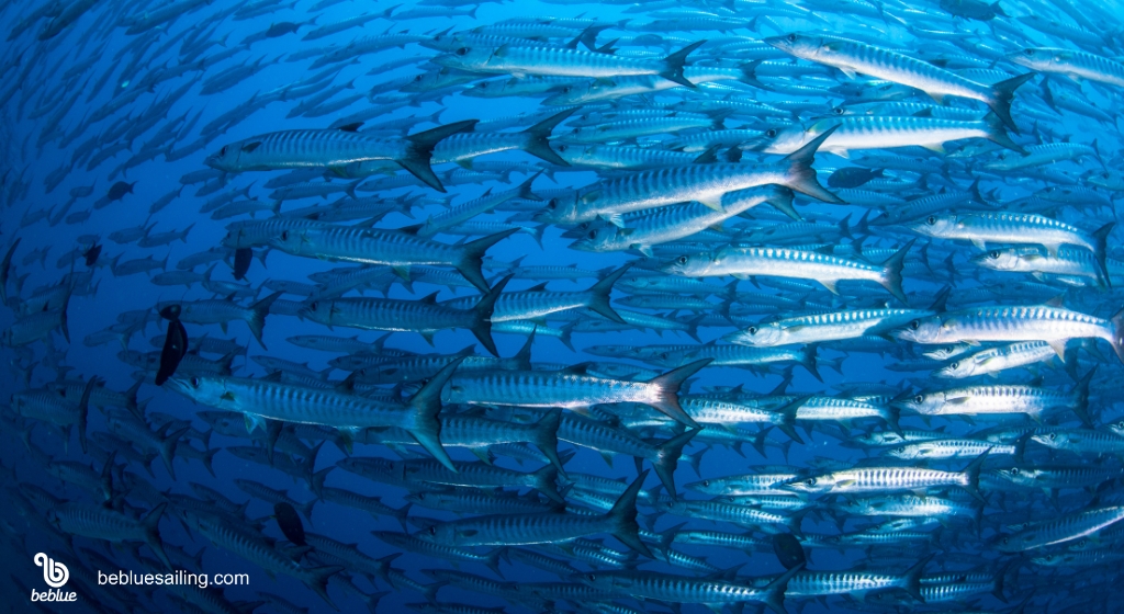 barracuda.jpg