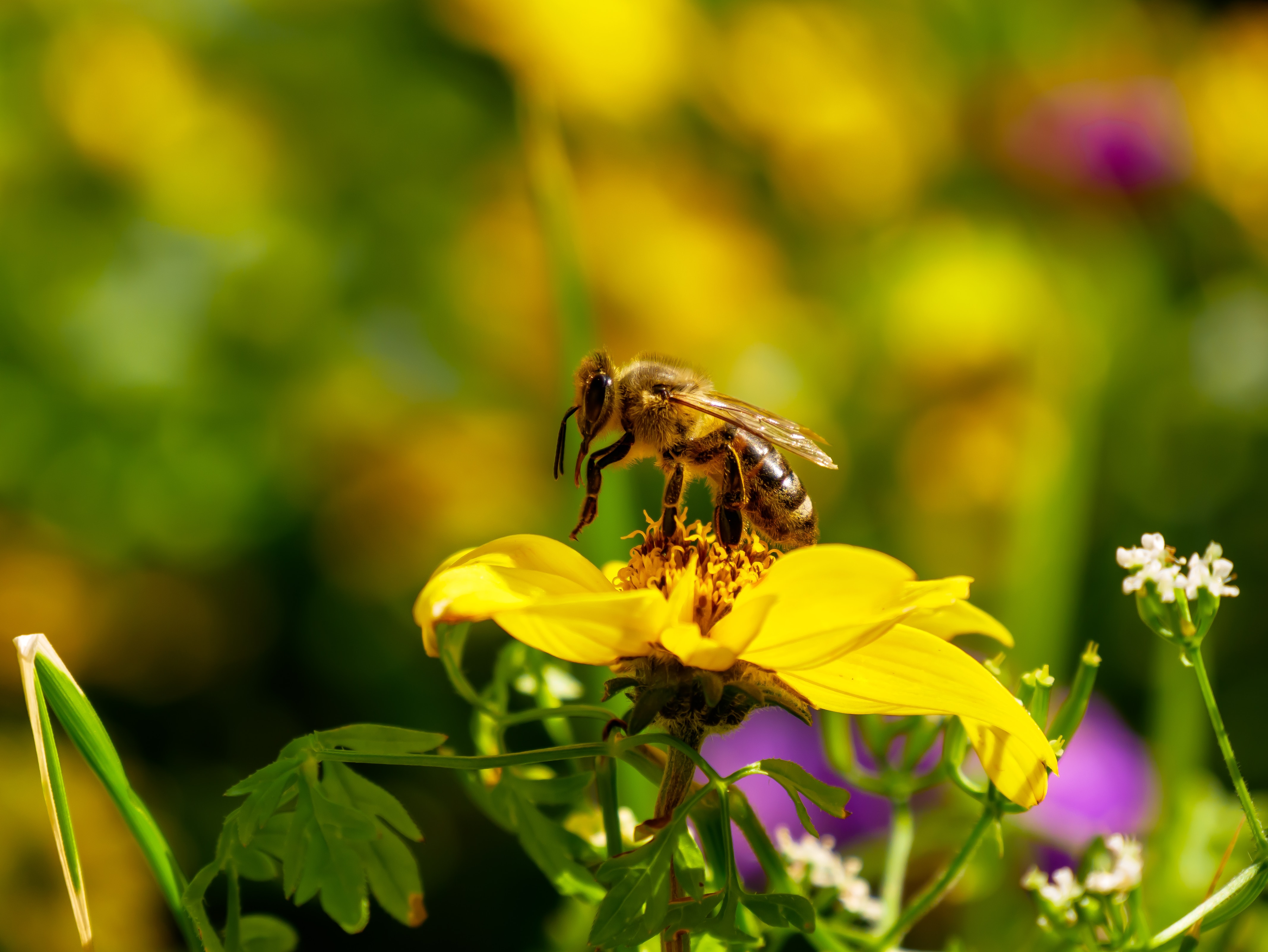 Bees, wasps and hornets: how to recognize them and how to defend themselves