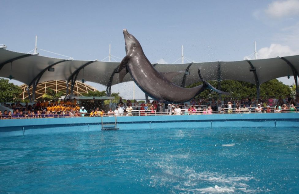 jpeg-optimizer_top-deck-dolphin-show.jpg